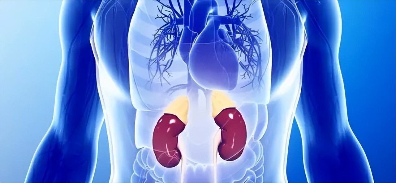 肾虚腰酸背痛尿频夜尿多,肾虚夜尿多尿频怎么调理