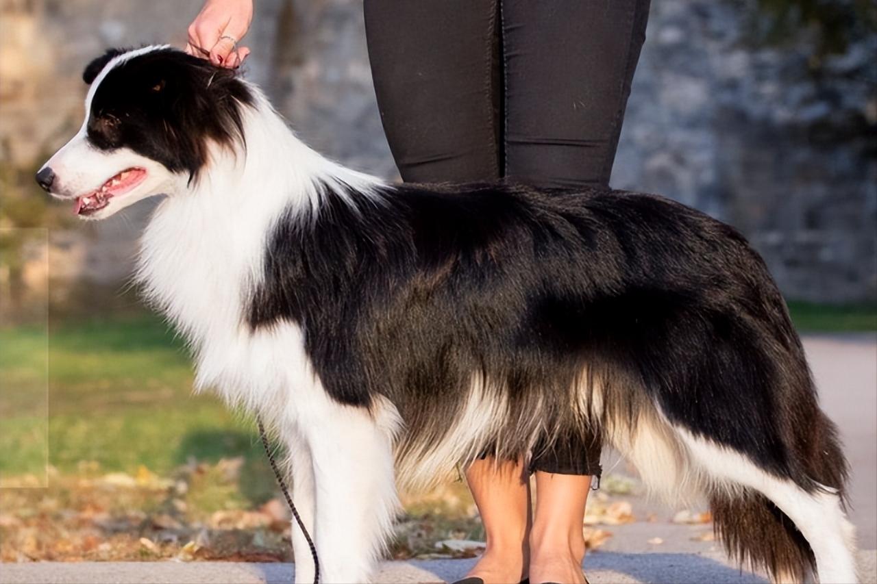 最新狗狗禁养名单,狗狗禁养名单