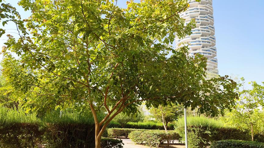 迪拜适合养什么植物,迪拜常见花草