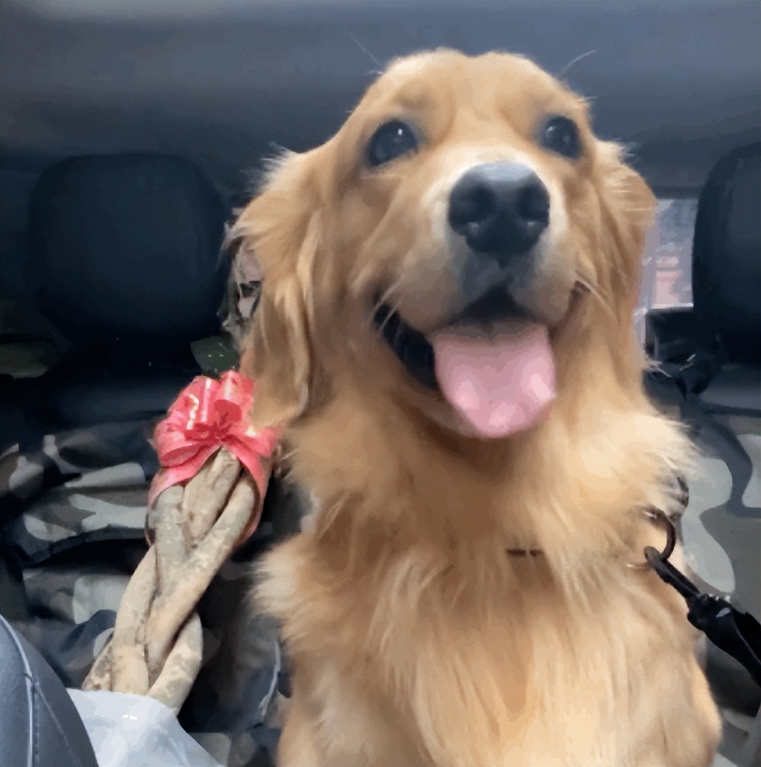 这是一只很有灵性的金毛,这只金毛的笑容已经完美抢镜