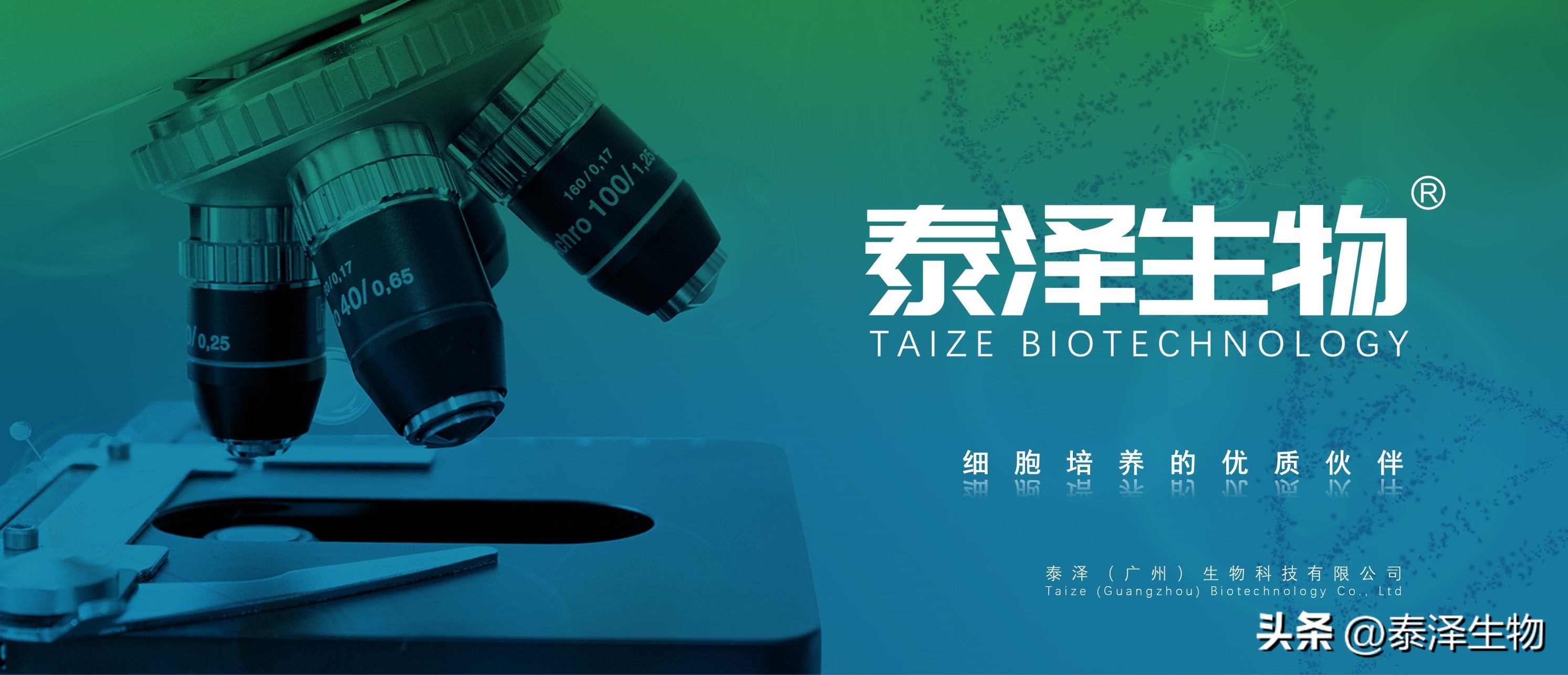 MDCK,NBL-2犬肾细胞基础介绍与培养传代