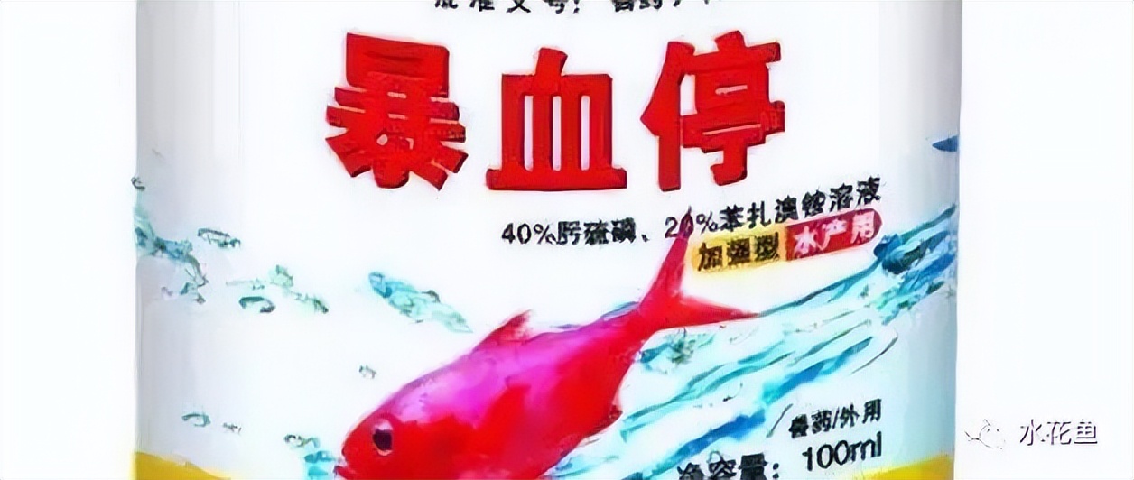 细菌性败血症鱼怎么治,淡水鱼败血症治疗