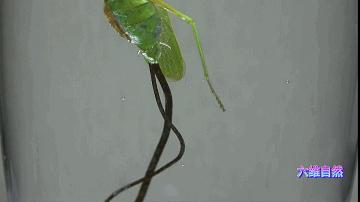 英国出现“僵尸”鸽子,英国出现僵尸鸽子人类会感染吗