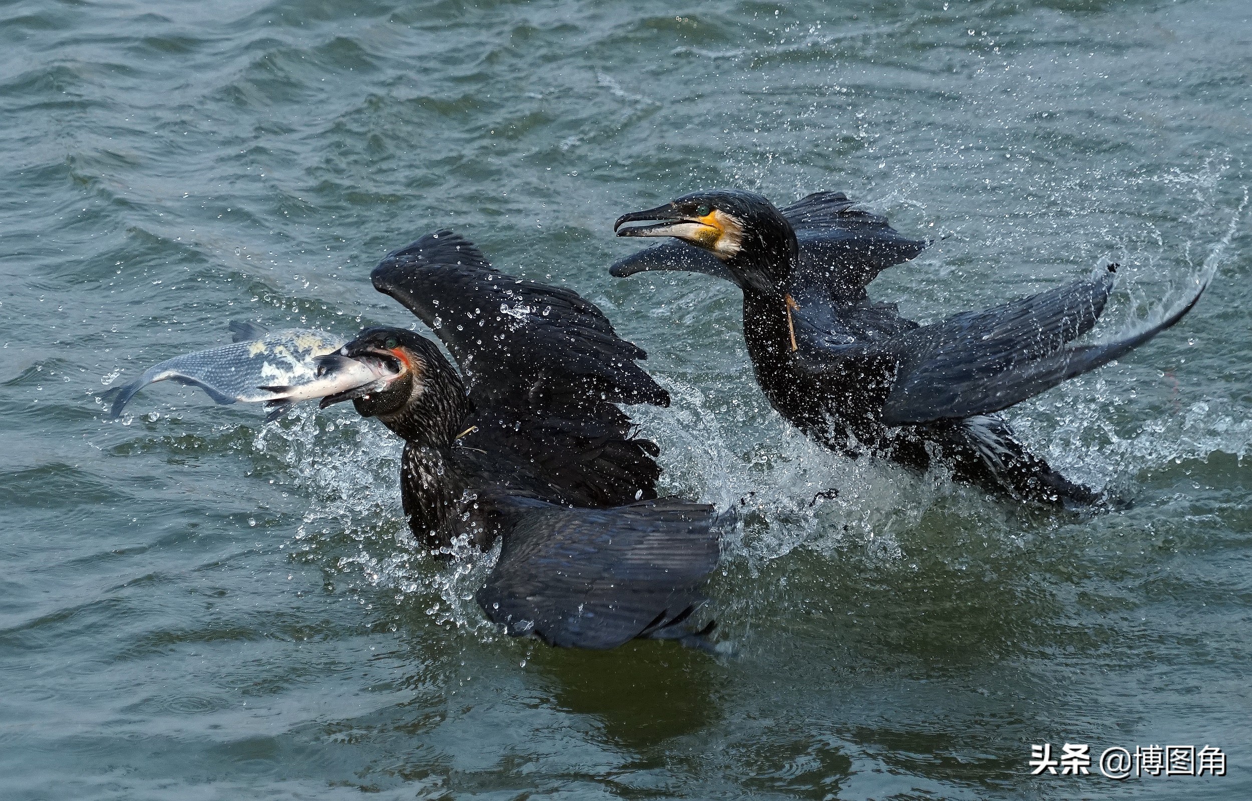 鸬鹚捕鱼渔民生活实拍精彩的瞬间,渔民与鸬鹚捕鱼图片