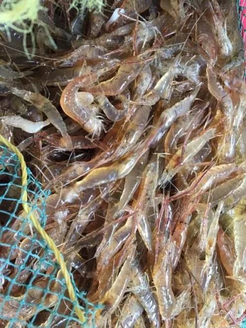 菜市场刚死的虾能不能买,菜市场买的虾是海虾还是河虾