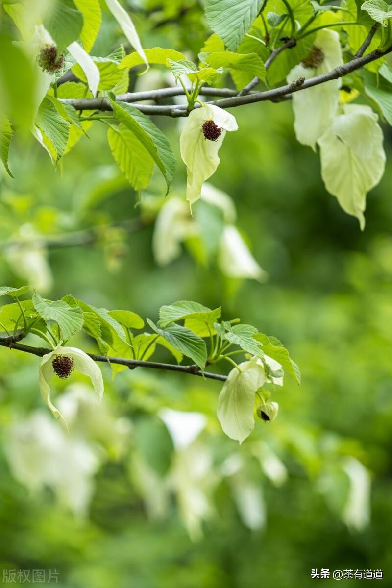 川藏南线茶马古道,四川荥经茶马古道路线图