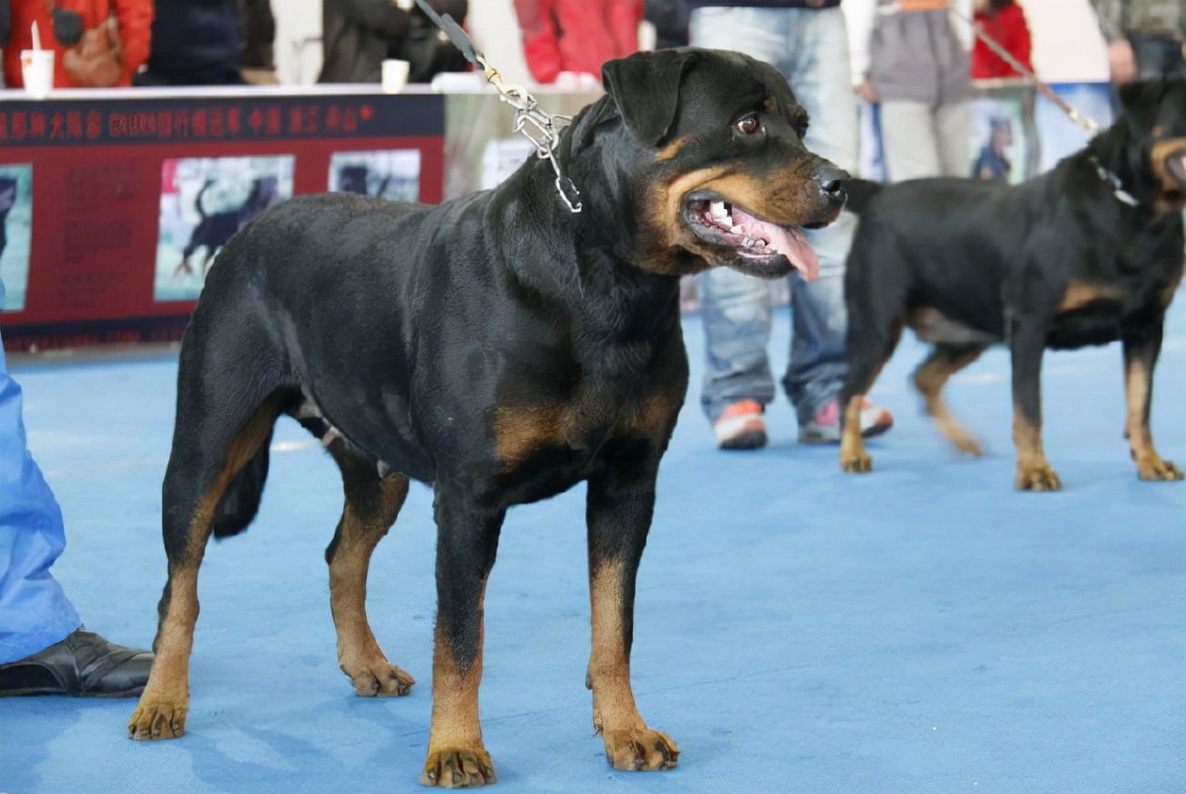 罗威纳不吃饭没精神,罗威纳给他吃饭可以吗