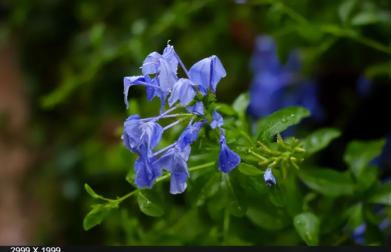 5种花浇不死浇水越多长得越旺,十种不能乱浇水的花