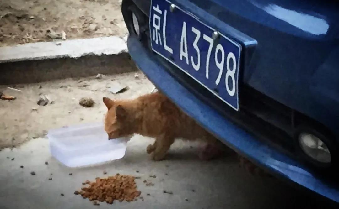 没有写完的黄猫胖太阳的故事