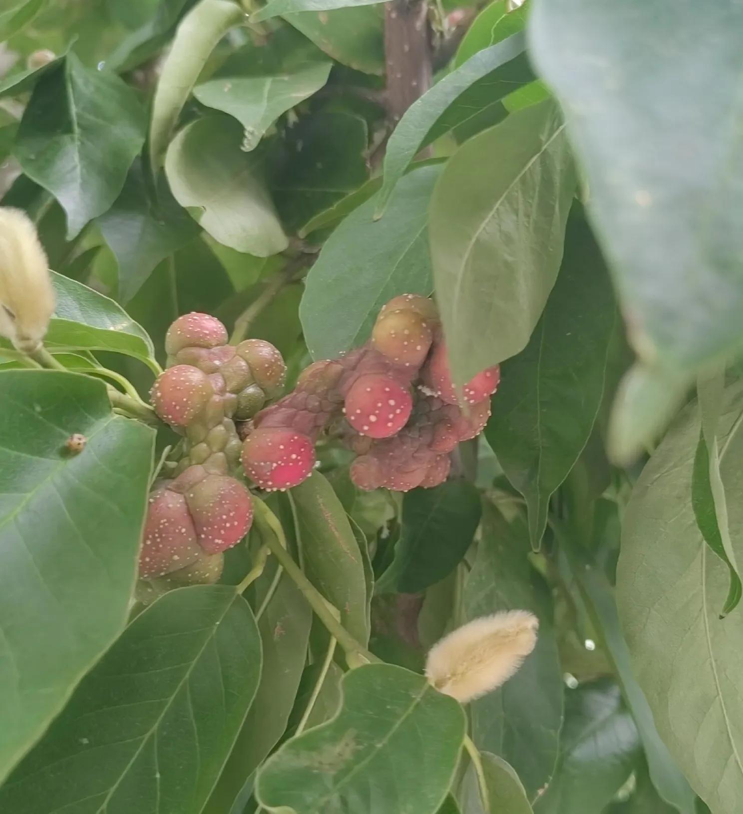 玉兰花奇特的外形,奇特的玉兰树果实