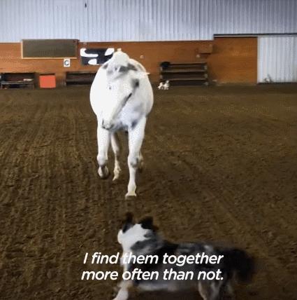 边牧和澳牧的混血狗狗,漂亮狗狗澳牧