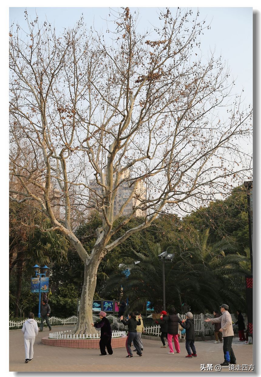 上海长风海洋公园和自然博物馆,上海长风公园占地面积