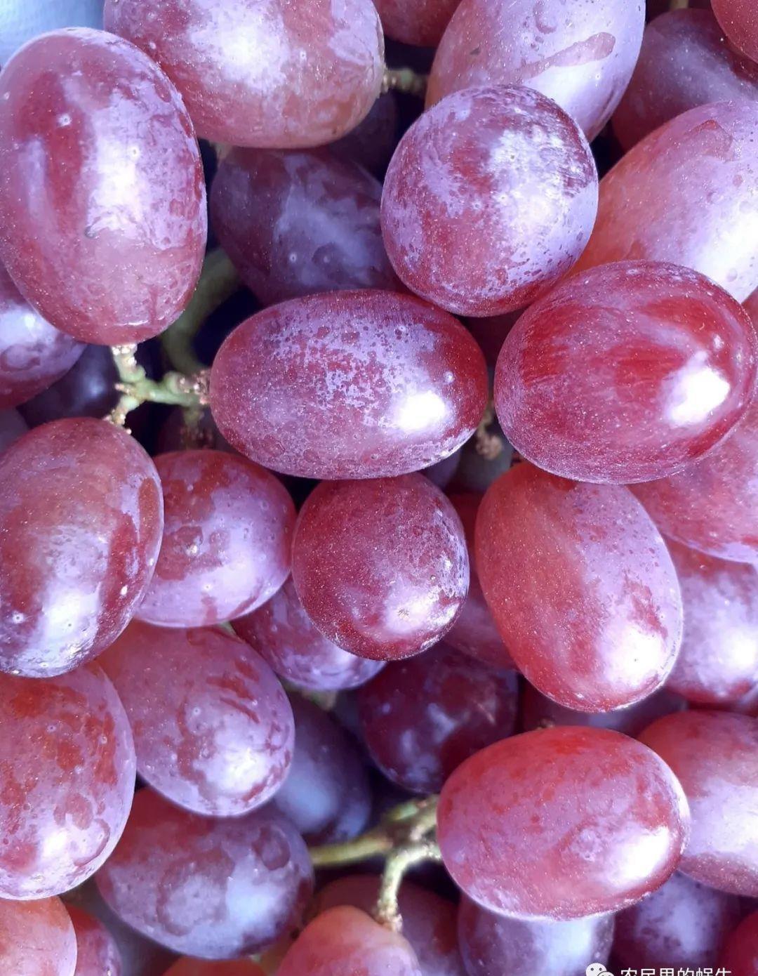 红提幼苗管理技术,红提种植视频教程