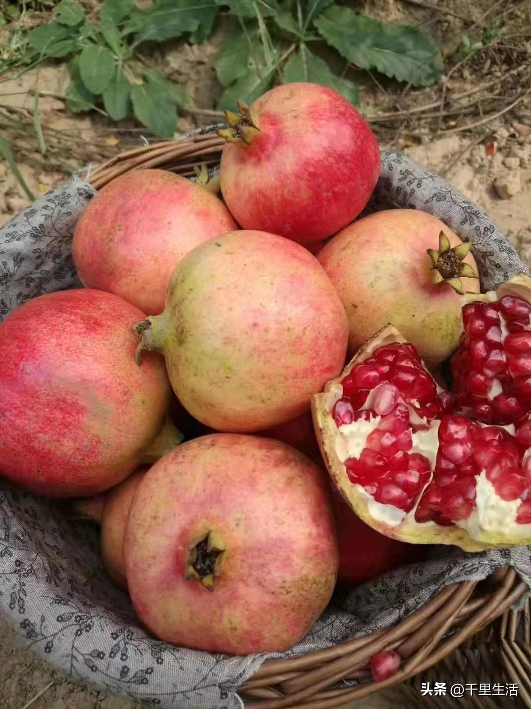 突尼斯软籽石榴和河阴石榴的区别,正宗原产地突尼斯第一名软籽石榴