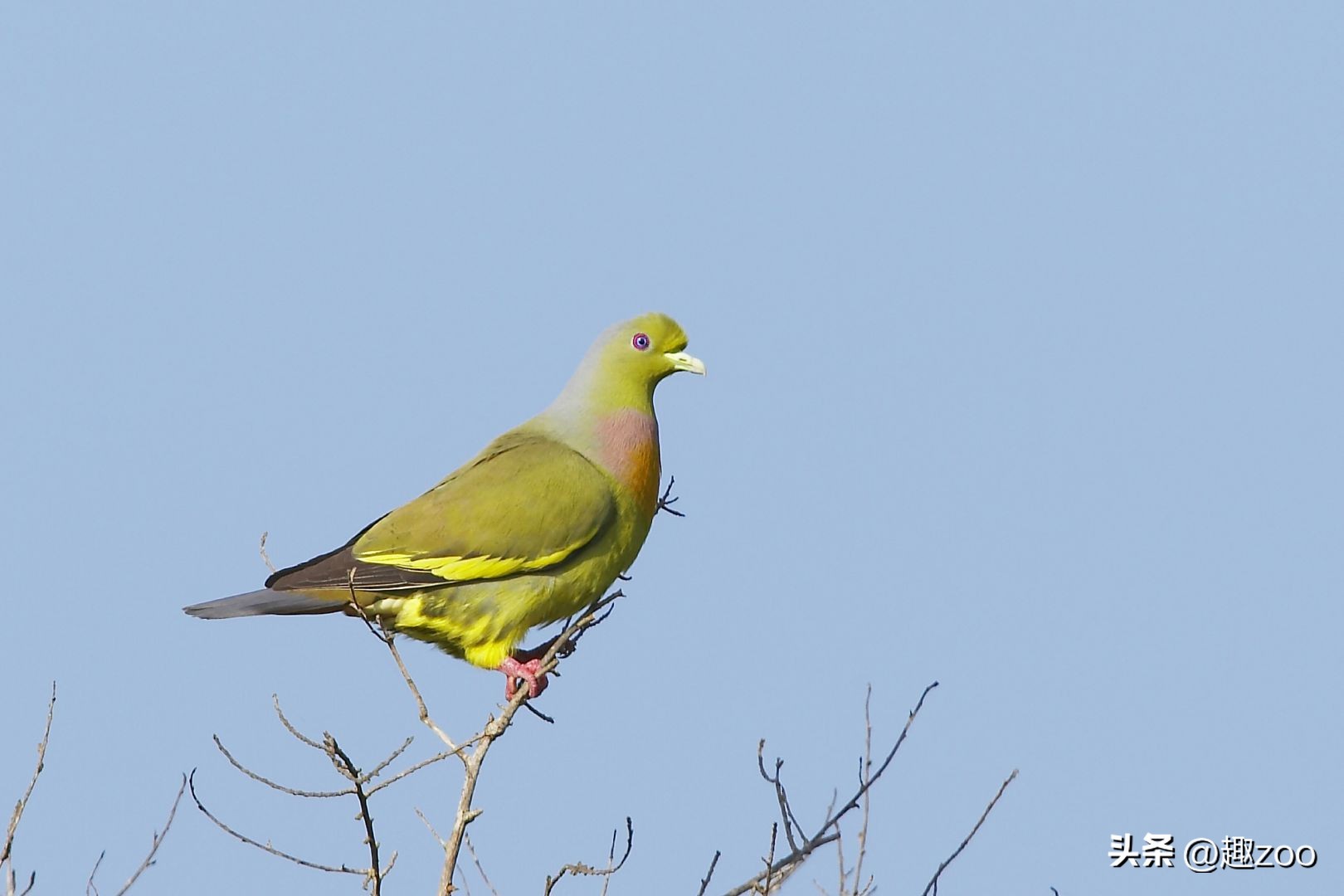 世界最珍稀七种鸟类,羽毛绿色的是什么鸟