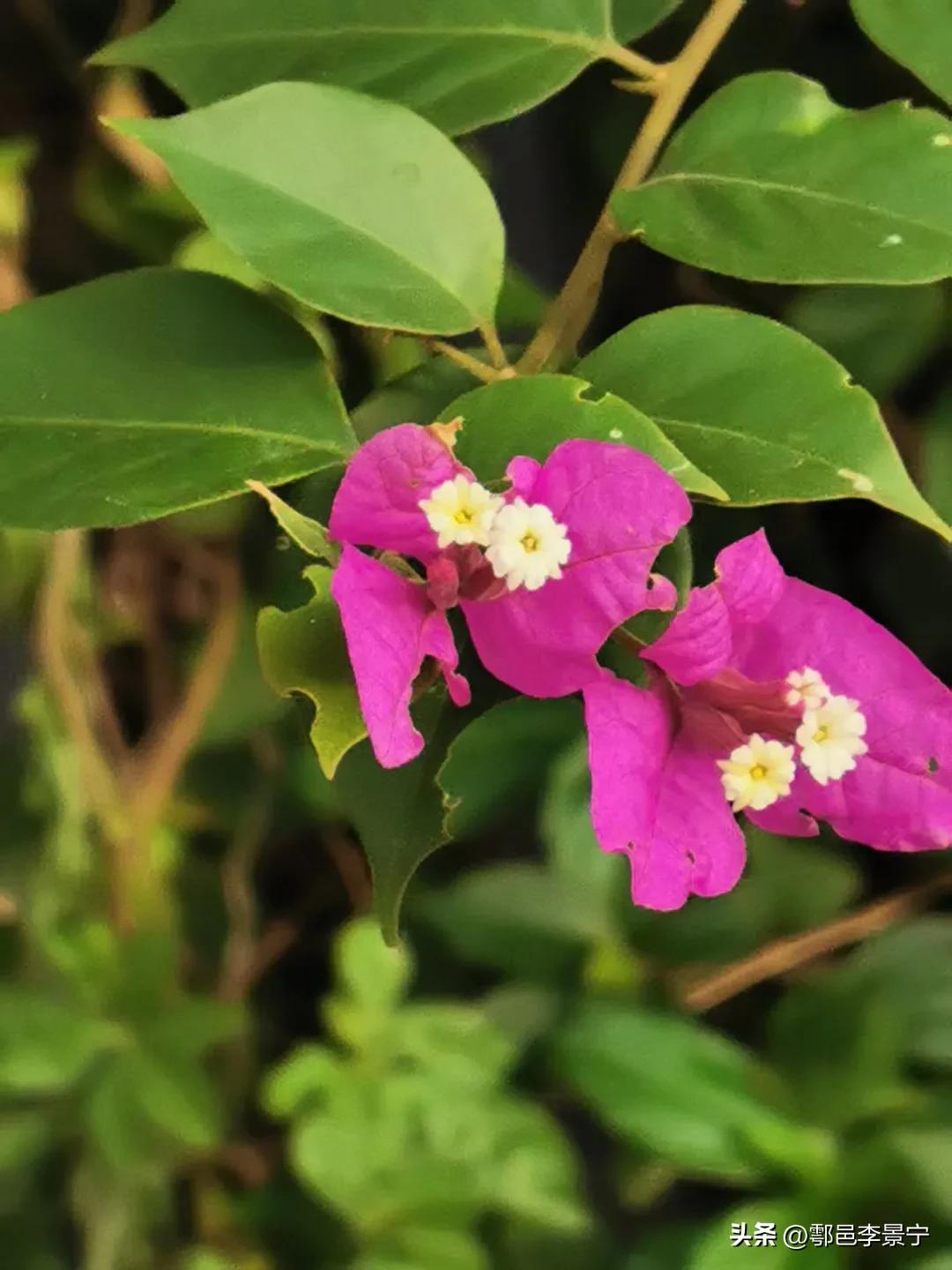 题大明宫巡园人摄影作品《春天来了》楹联文/李景宁