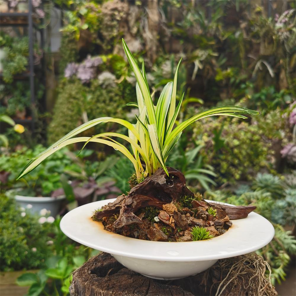 鍥藉叞绉嶈嫍,灞变笢鍥藉叞绉嶈嫍