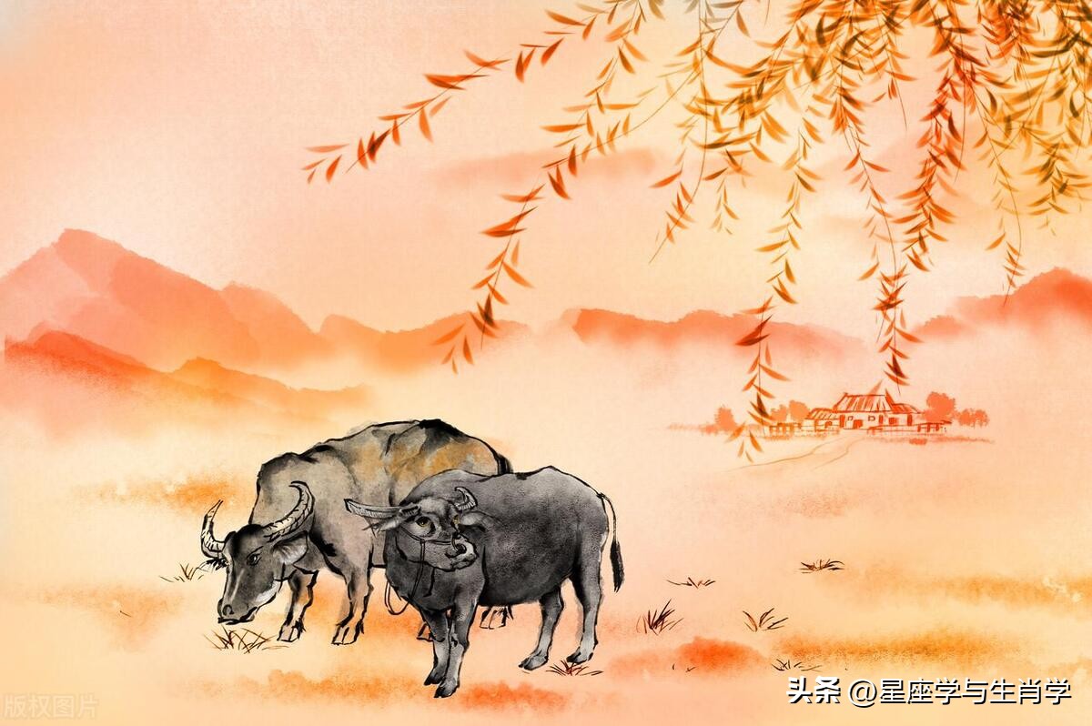 生肖牛的运势大全图解,2023年12月25日吉祥色