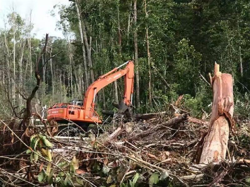 老人口中一碰就碎的“碎蛇”，尾巴吃了大补，是蛇和蜥蜴的杂交？