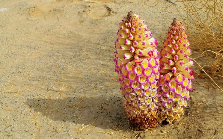 张掖土特产冬虫夏草,甘肃酒泉瓜州特产锁阳苁蓉