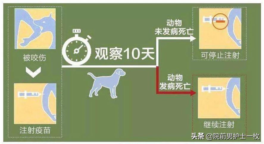 科普狗咬伤自救方法有哪些,犬类咬伤急救知识英文