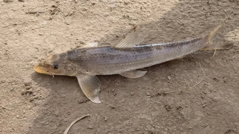 黄河里面都有哪些鱼种,黄河怎么野钓鱼