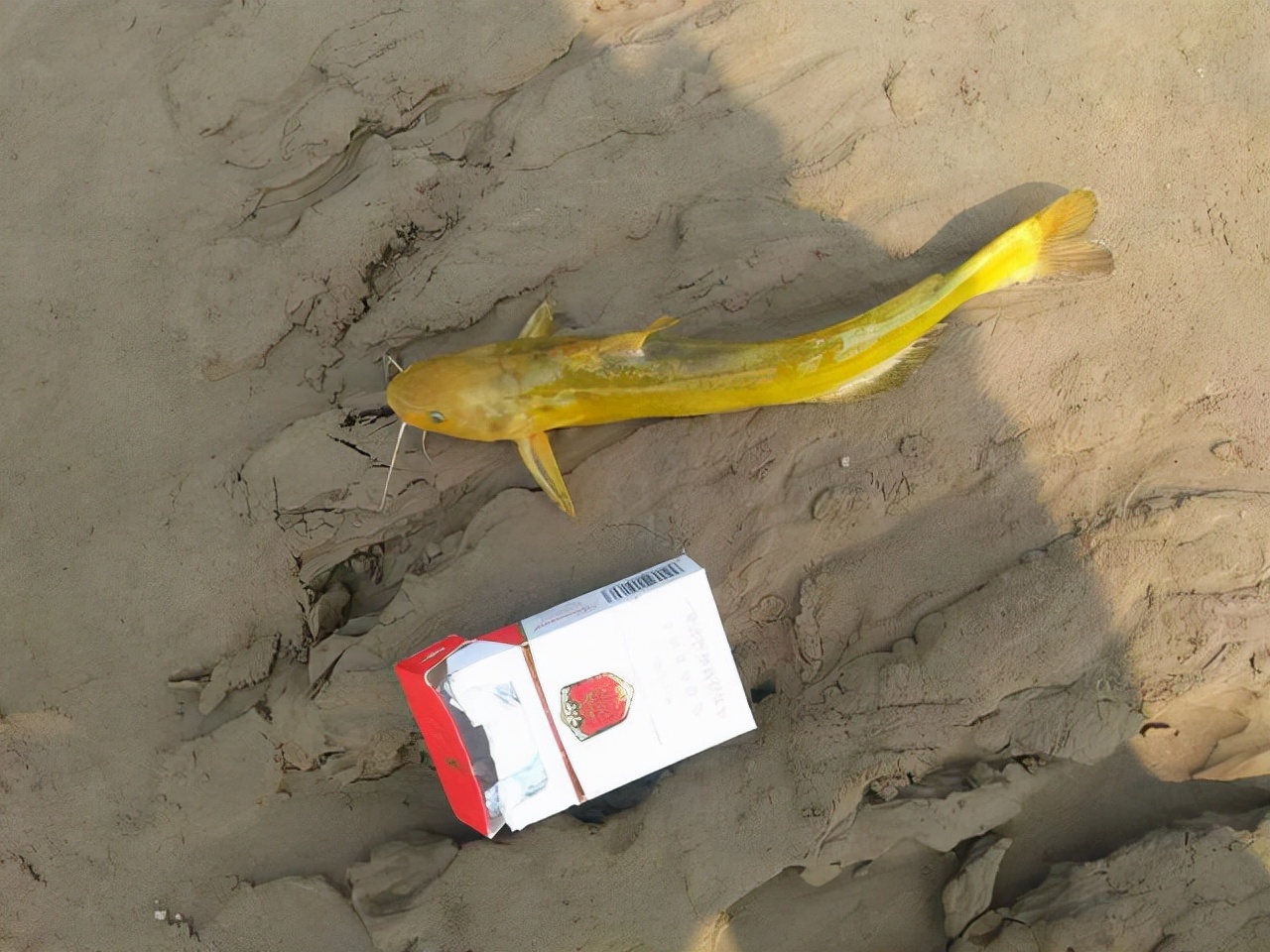 黄河里面都有哪些鱼种,黄河怎么野钓鱼