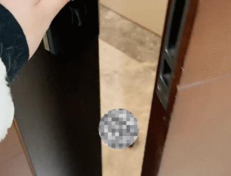 喜当爹!三只公猫凑不出一个蛋,结果...谁给母猫肚子搞大了!