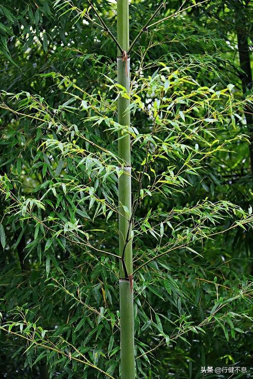 竹解心虚即我师:十二首著名的诗词,展现大诗人们的翠竹情怀