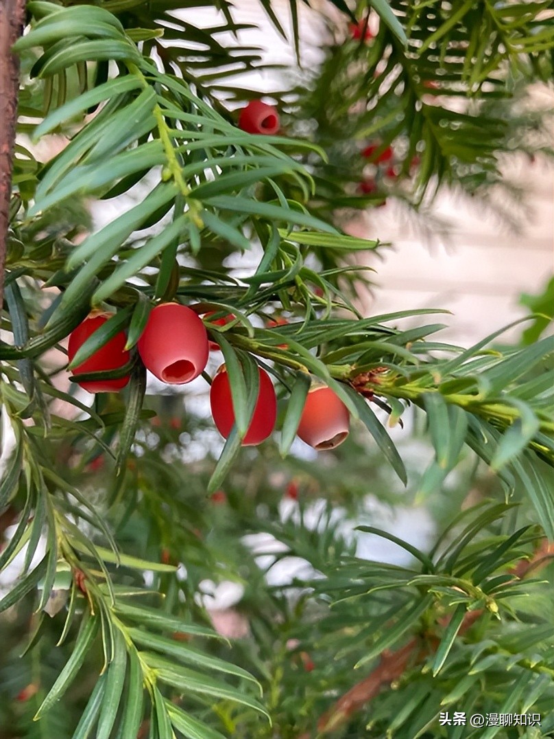 红豆杉的哪些细胞合成紫杉醇,红豆杉中控制紫杉醇形成的结构