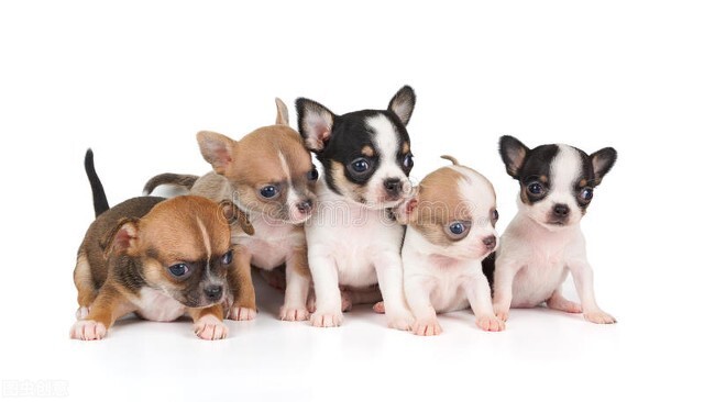 上班的人适合养什么宠物狗,上班适合养什么宠物