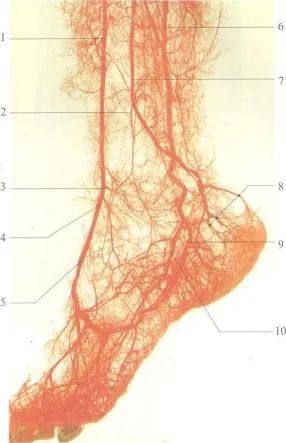 为什么抠脚这么爽,人为什么爱抠脚