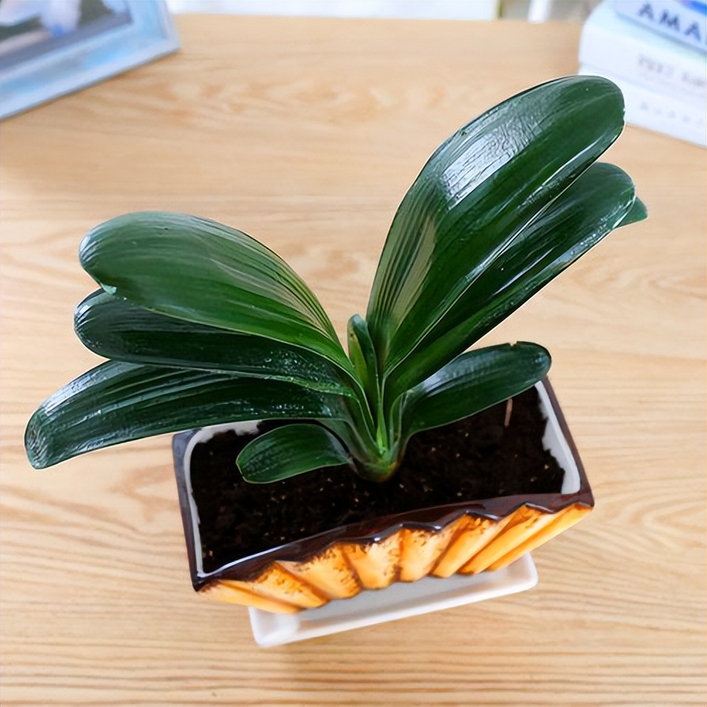 目前的君子兰怎样护养,怎么样能把君子兰养好