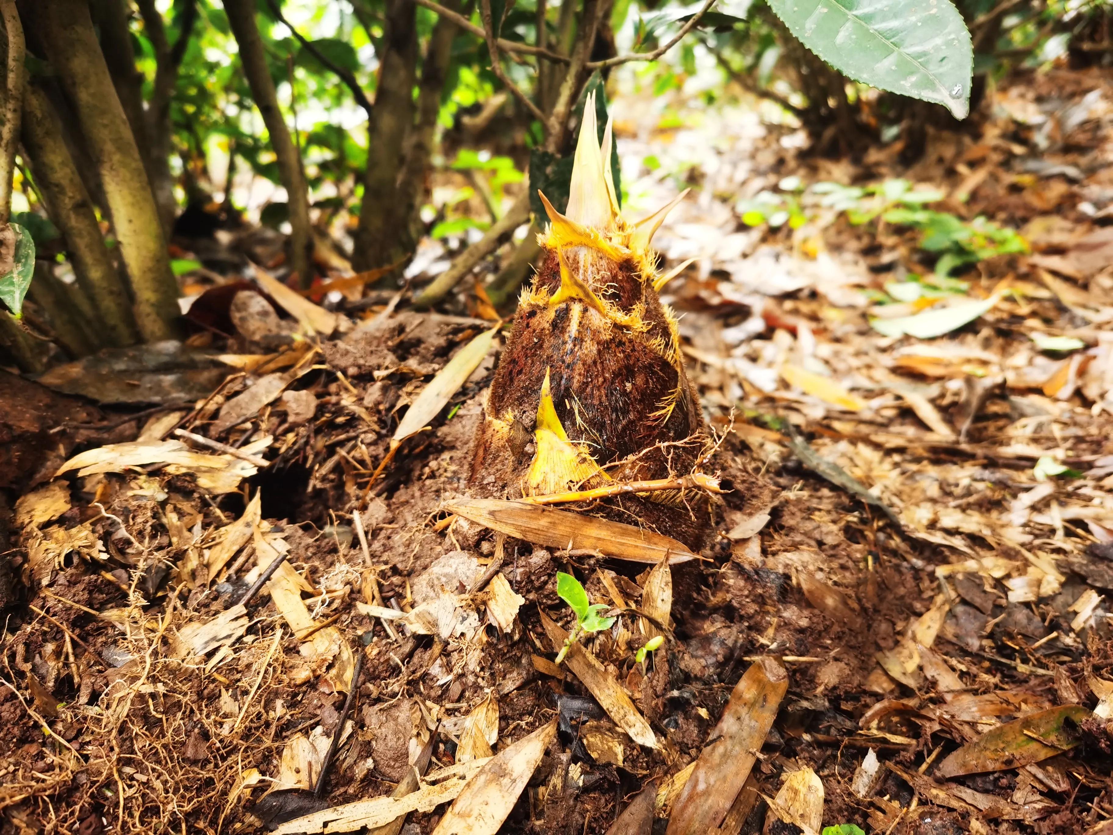 绍兴最好的笋丝梅干菜制作方法,浙江笋丝梅干菜的家常做法