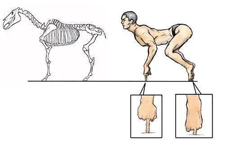 为何马只要断了一条腿，就很难活下来？人类可不可以给马装假肢？