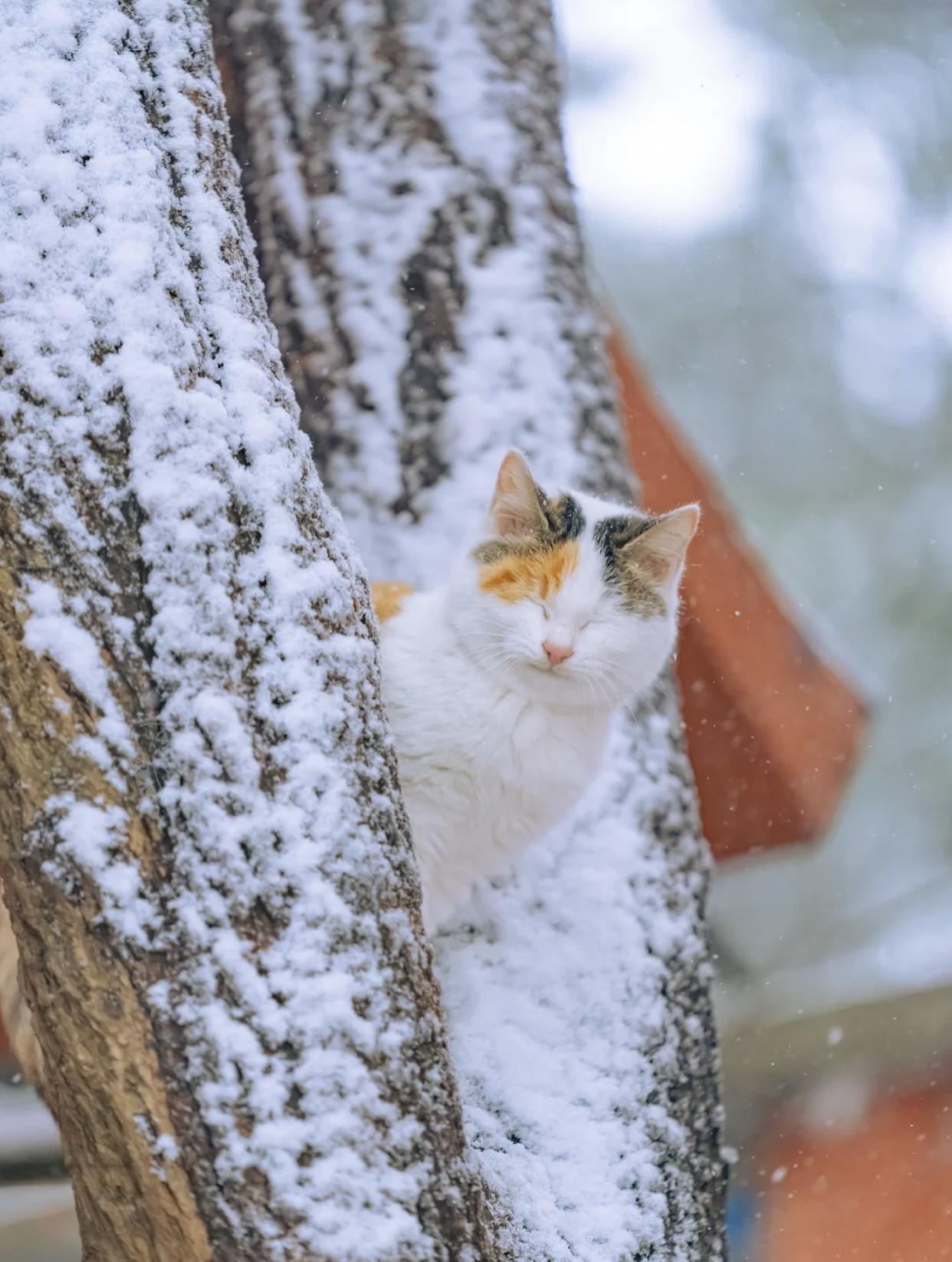 治愈系壁纸｜132张可爱小猫咪的样子