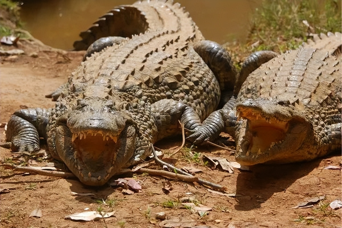 可爱妖娆的小精灵，超过瘾|这里的狐猴也太好撸了吧！