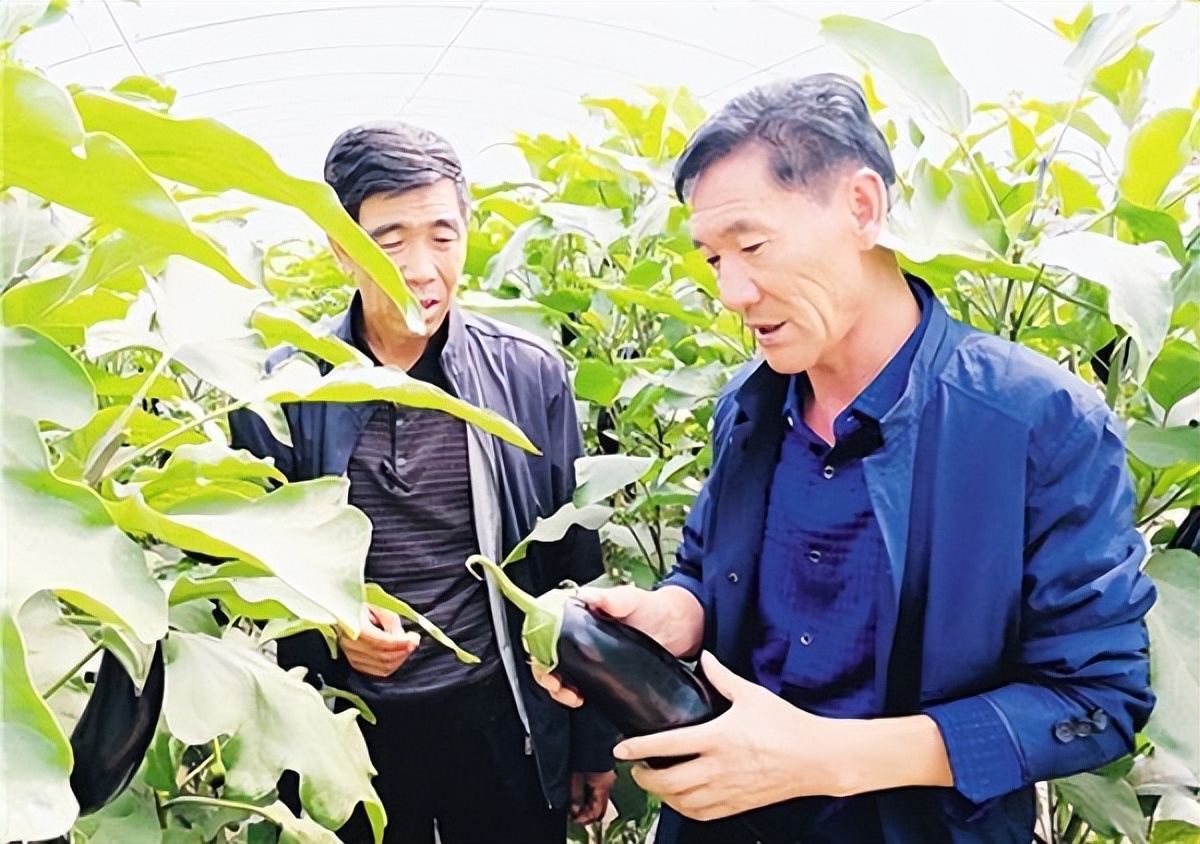 龟仙人养鳄龟,养鳄鱼龟致富