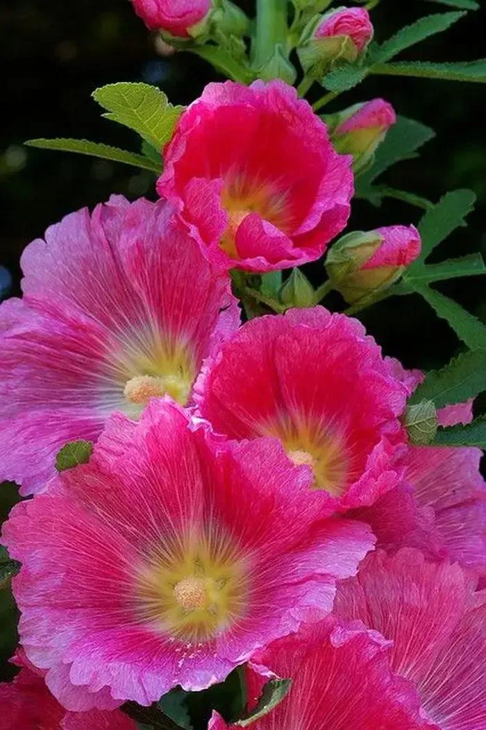 在春暖花开季节遇见浪漫,浪漫总是发生在春暖花开时配音