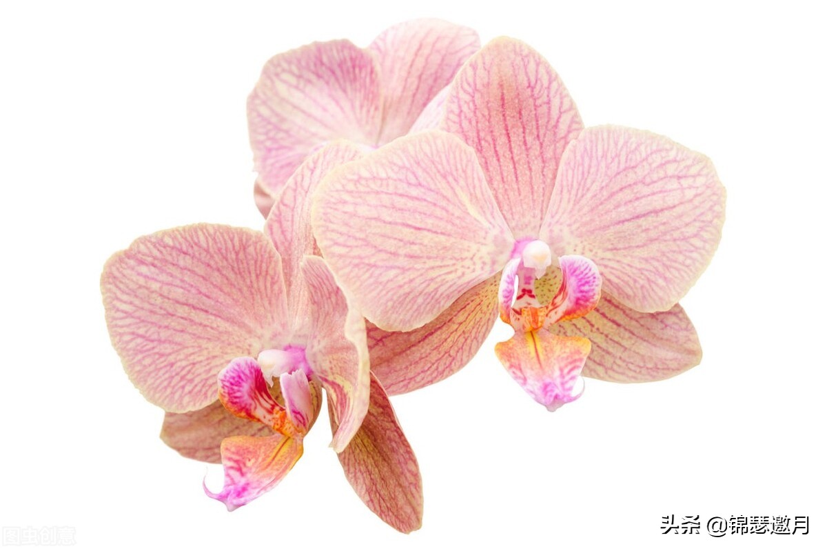 春兰奇蝶花图片,春兰花园美图欣赏