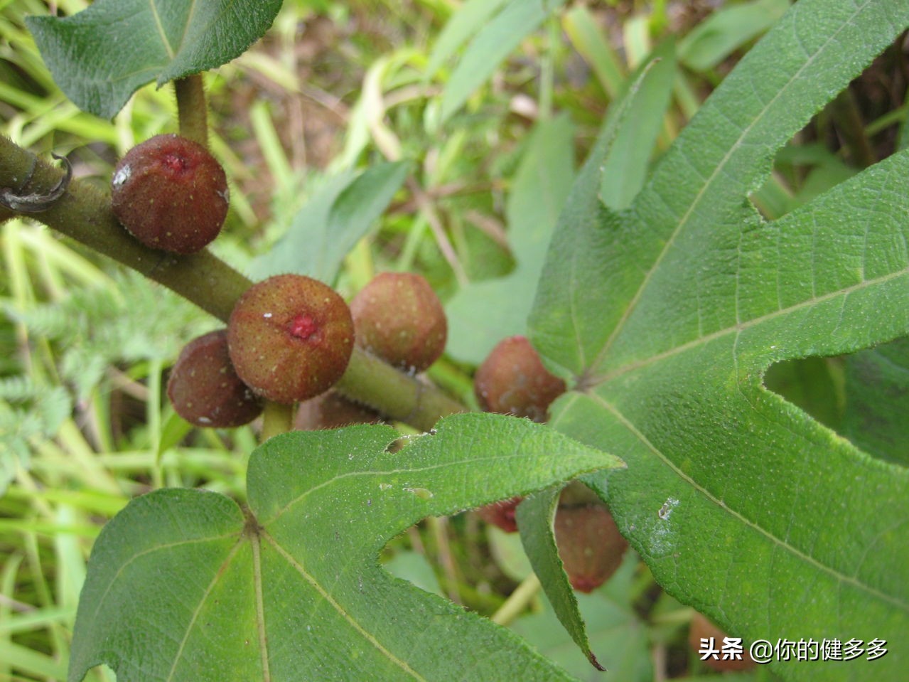 民间故事妻子为了丈夫看病改嫁,民间故事老妇人嫁女