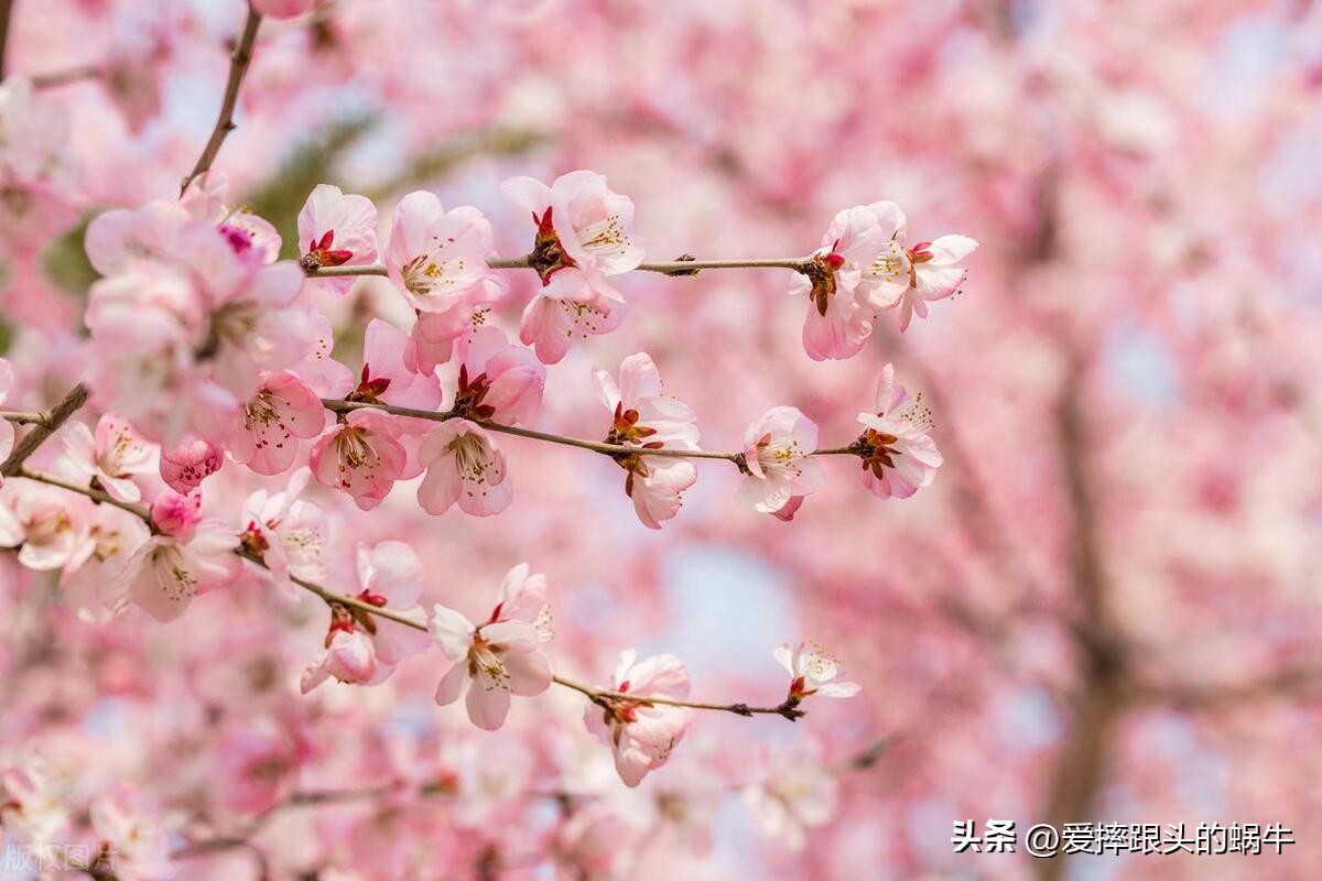 十二花神图谱完整版,工笔画十二花神欣赏
