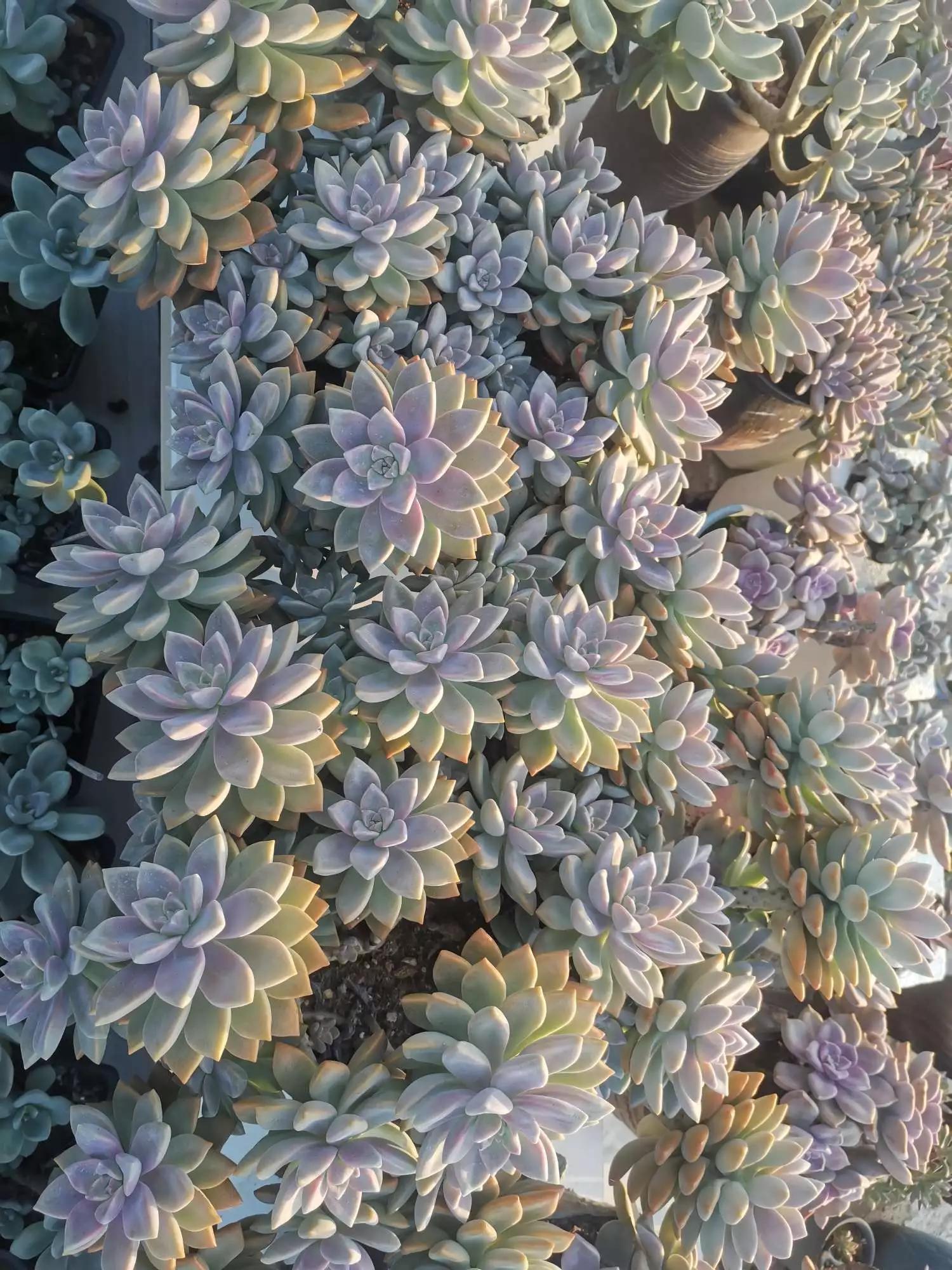 认识各种花卉名称,认识各种花的名字