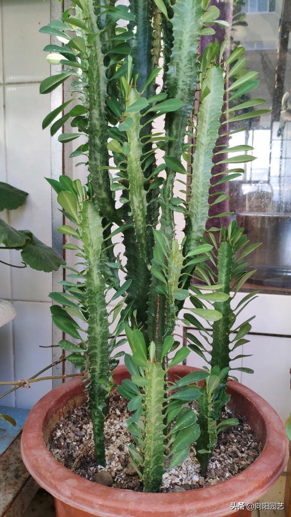 客厅最旺财的10种花,过年摆什么花放在客厅