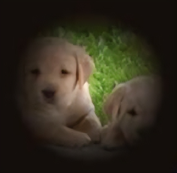 全球第一致盲性眼病是什么病,全球第一大不可逆的致盲性眼病是