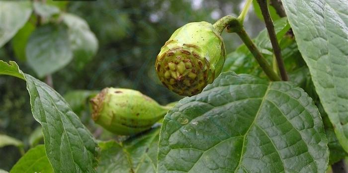 夏天的腊梅冬天的荷花,腊梅盛开的冬天