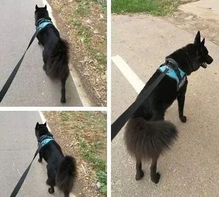 养狗白的好还是黑的好,养狗对孩子有什么好处和坏处