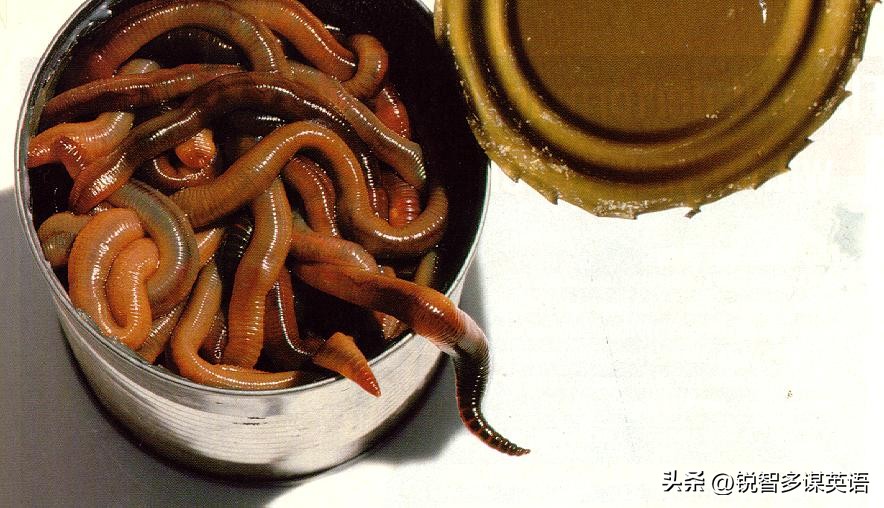 可爱的动物英语单词,可爱的动物英语名字