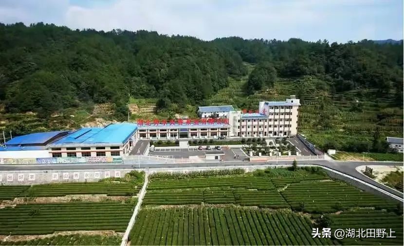 陆羽茶产业,陆羽文化茶产业