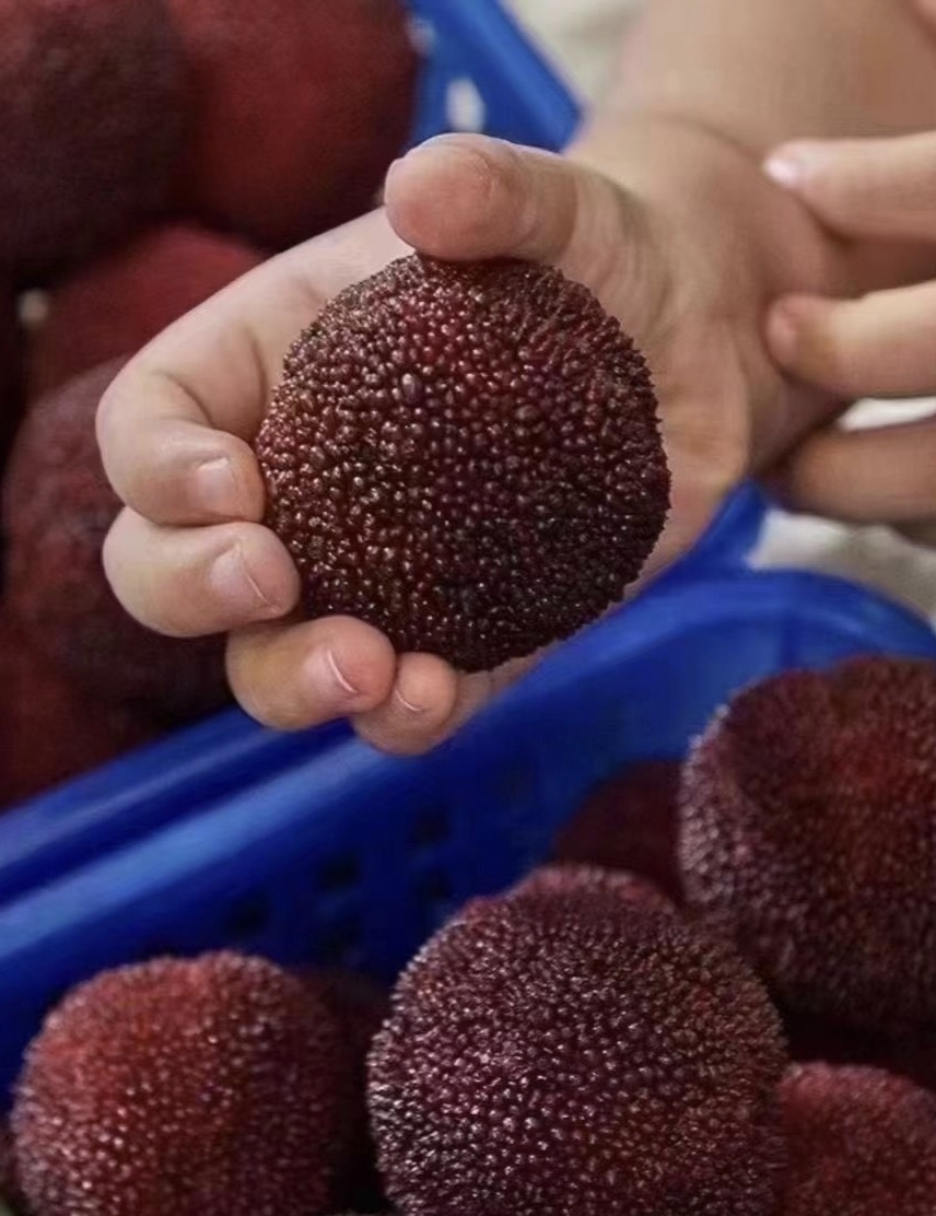 又大又甜的浙江仙居大杨梅,正宗的仙居东魁杨梅你吃过吗